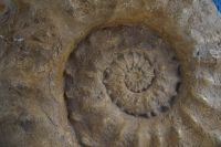 Fragment ekspozycji - bardzo duży amonit widziany z bliska