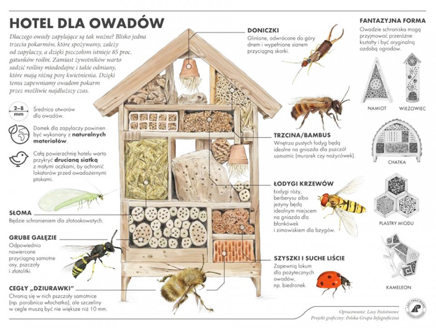Hotel dla owadów - infografika